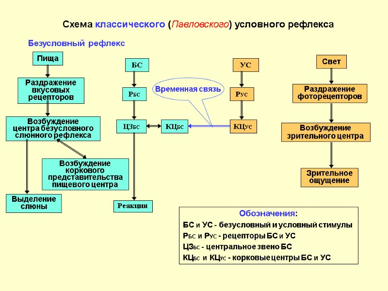 Схема классического (Павловского) условного рефлекса Пища Раздражение вкусовых  рецепторов Выделение слюны Безусловный рефлекс